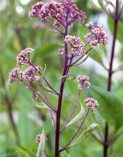 Fiederblättriges Schaublatt