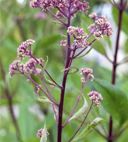 Fiederblättriges Schaublatt