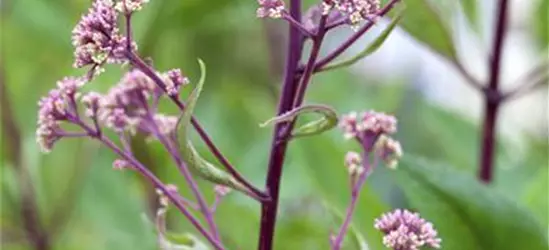 Fiederblättriges Schaublatt