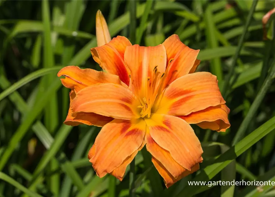 Gefülltblühende Garten-Taglilie 'Kwanso'