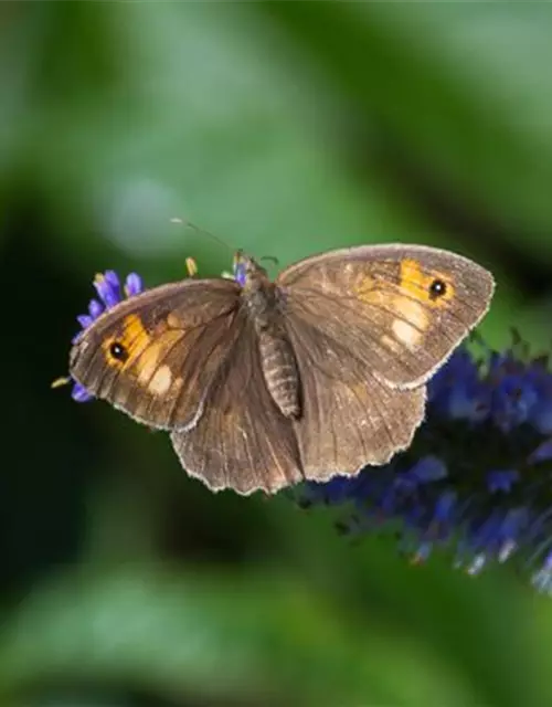 Asiatischer Kandelaberehrenpreis 'Apollo'