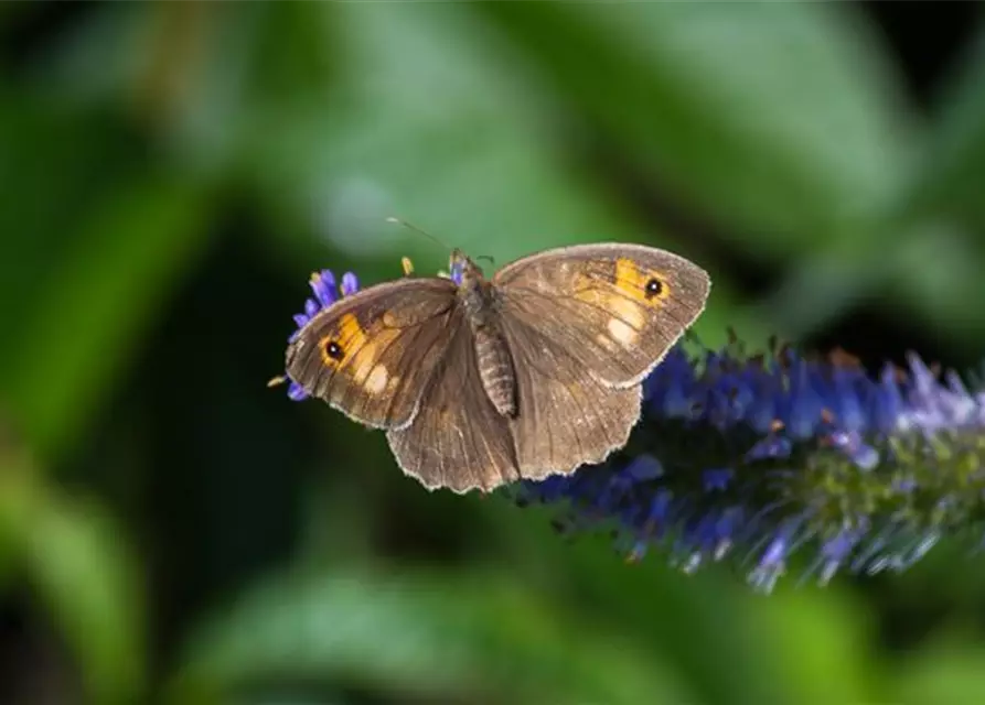 Asiatischer Kandelaberehrenpreis 'Apollo'