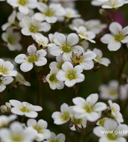 Garten-Moos-Steinbrech 'White Pixie'