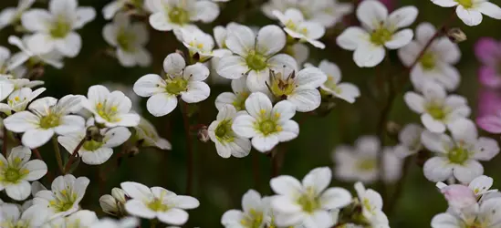 Garten-Moos-Steinbrech 'White Pixie'