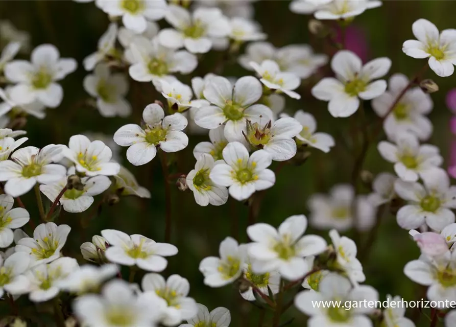 Garten-Moos-Steinbrech 'White Pixie'