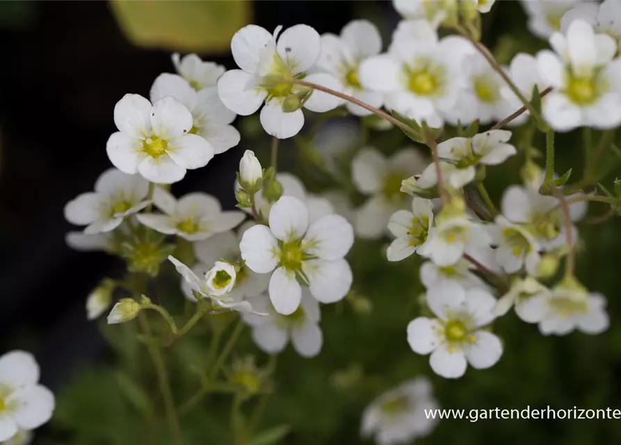 Garten-Moos-Steinbrech 'White Pixie'