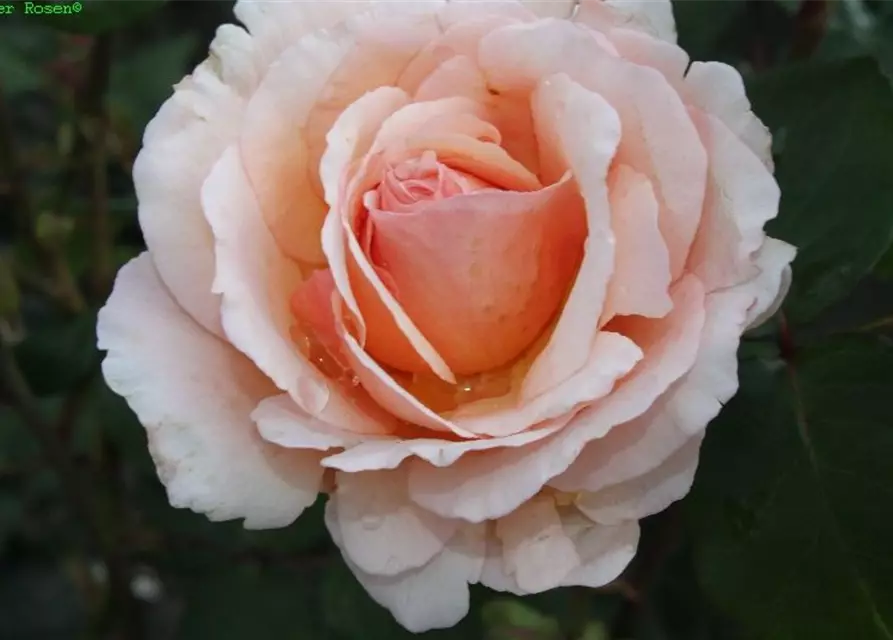 Edelrose 'Duftjuwel'®