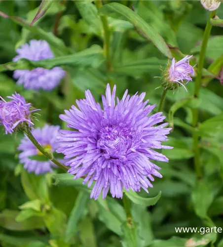 Garten-Feinstrahl 'Schöne Blaue'