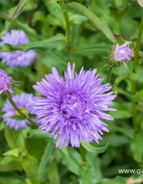 Garten-Feinstrahl 'Schöne Blaue'