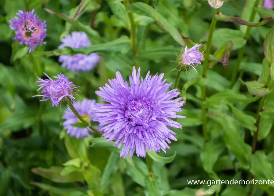 Garten-Feinstrahl 'Schöne Blaue'