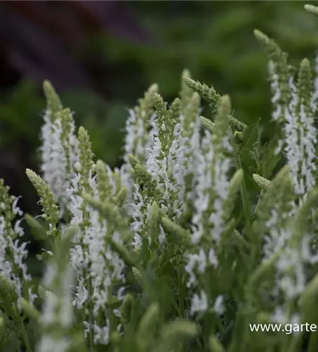 Garten-Blüten-Salbei 'Schneehügel'