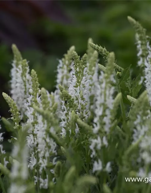 Garten-Blüten-Salbei 'Schneehügel'