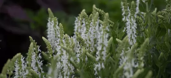 Garten-Blüten-Salbei 'Schneehügel'