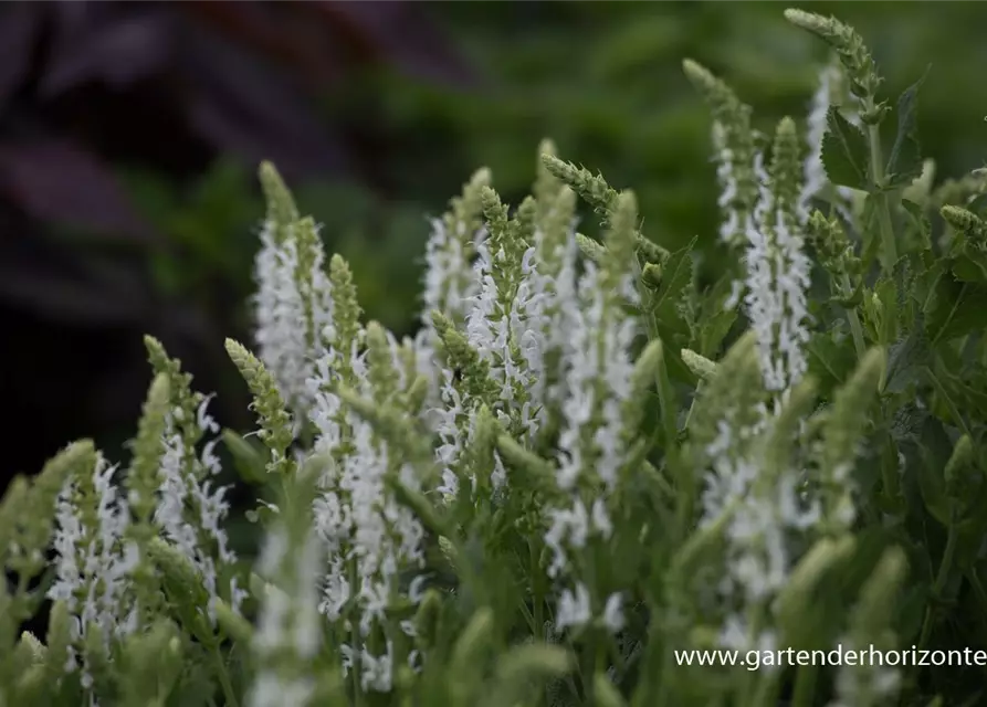 Garten-Blüten-Salbei 'Schneehügel'