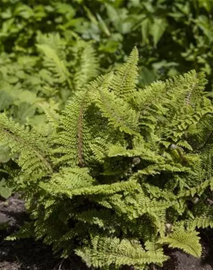 Garten-Flaumfeder-Filigranfarn 'Plumosum Densum'