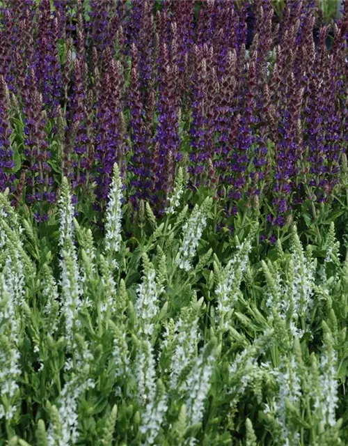 Garten-Blüten-Salbei 'Schneehügel'