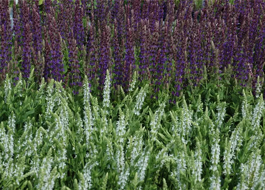 Garten-Blüten-Salbei 'Mainacht'