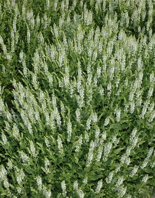 Garten-Blüten-Salbei 'Schneehügel'