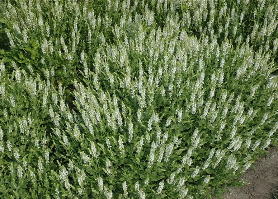 Garten-Blüten-Salbei 'Schneehügel'