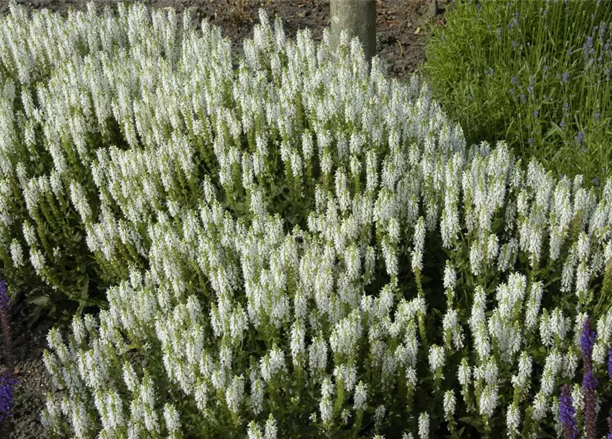 Garten-Blüten-Salbei 'Schneehügel'