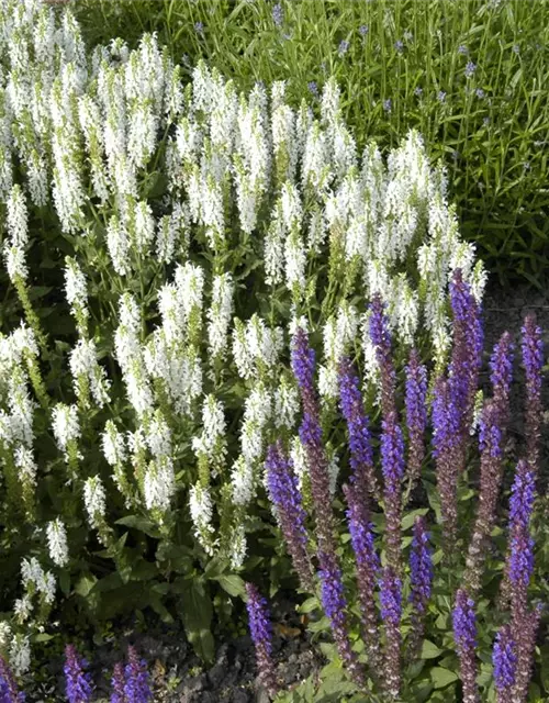 Garten-Blüten-Salbei 'Schneehügel'