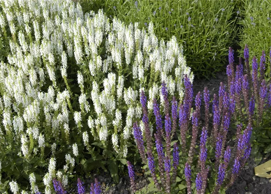 Garten-Blüten-Salbei 'Schneehügel'