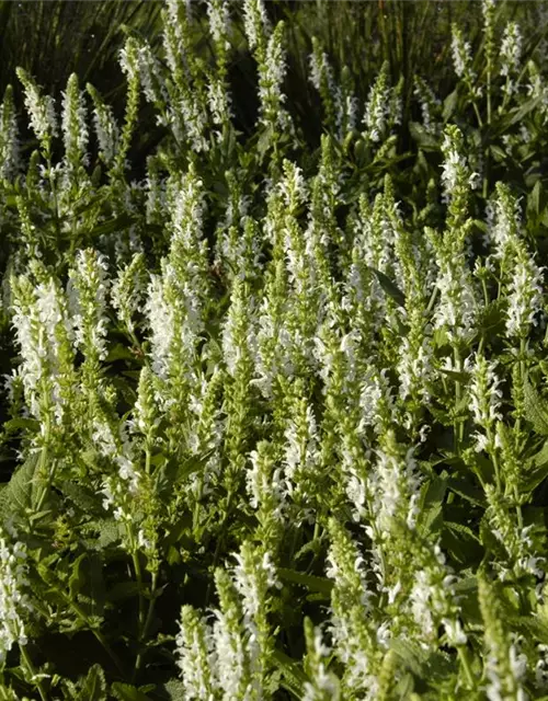 Garten-Blüten-Salbei 'Schneehügel'