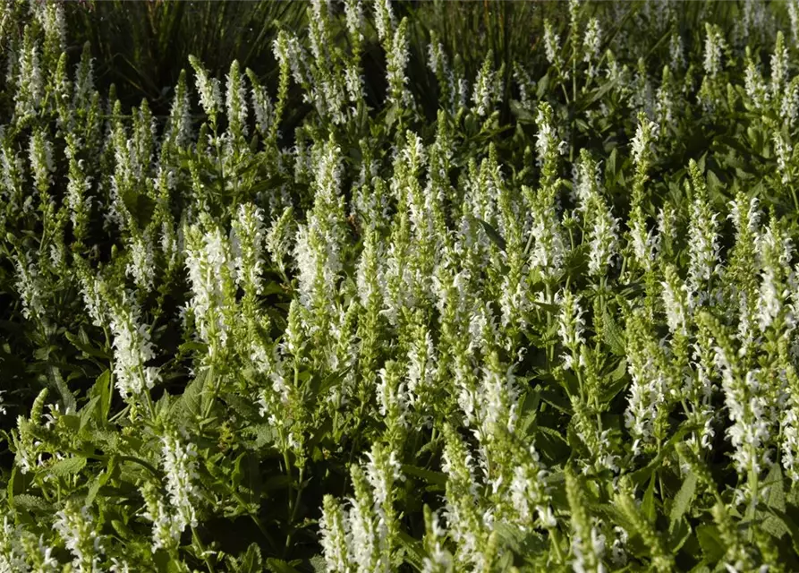 Garten-Blüten-Salbei 'Schneehügel'