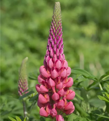 Garten-Lupine 'Towering Inferno'®