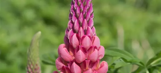 Garten-Lupine 'Towering Inferno'®