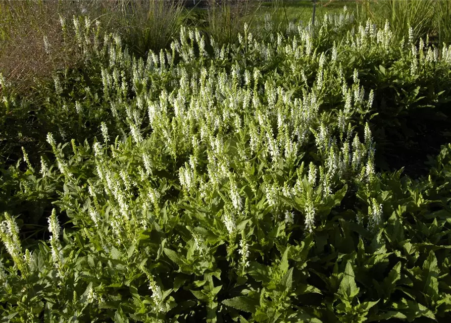 Garten-Blüten-Salbei 'Schneehügel'