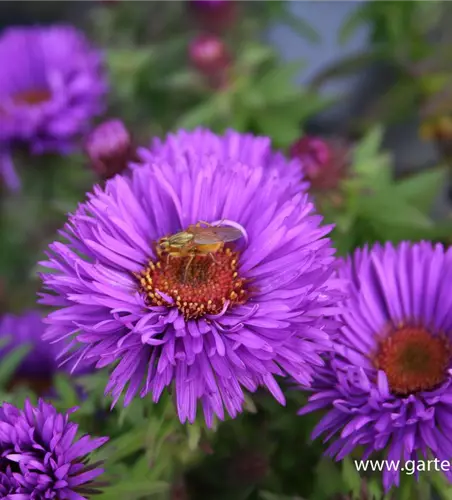 Garten-Raublatt-Aster 'Purple Dome'