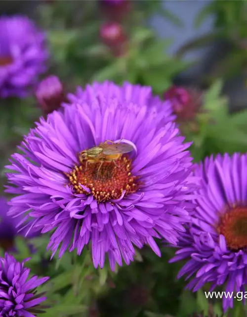 Garten-Raublatt-Aster 'Purple Dome'