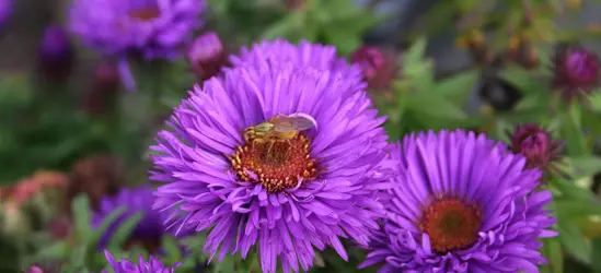 Garten-Raublatt-Aster 'Purple Dome'