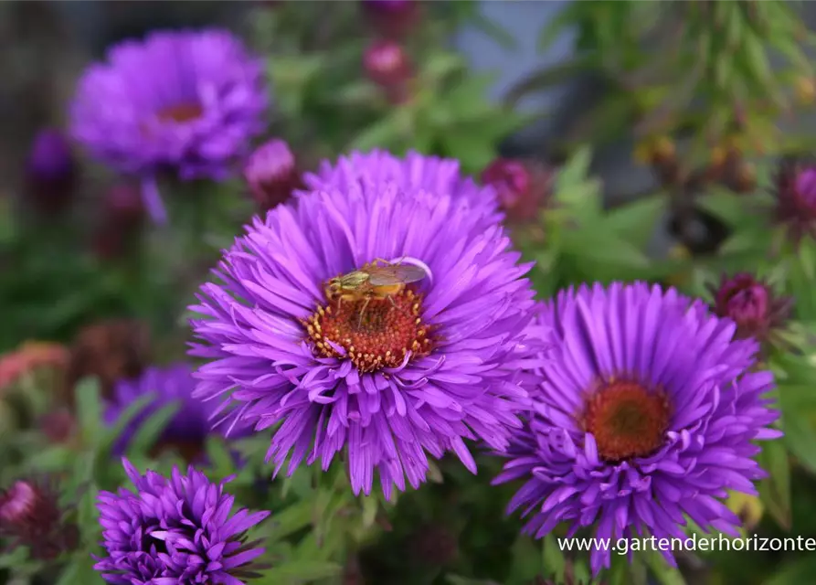 Garten-Raublatt-Aster 'Purple Dome'