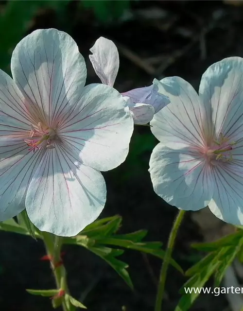 Geranium clarkei 'Kashmir White'