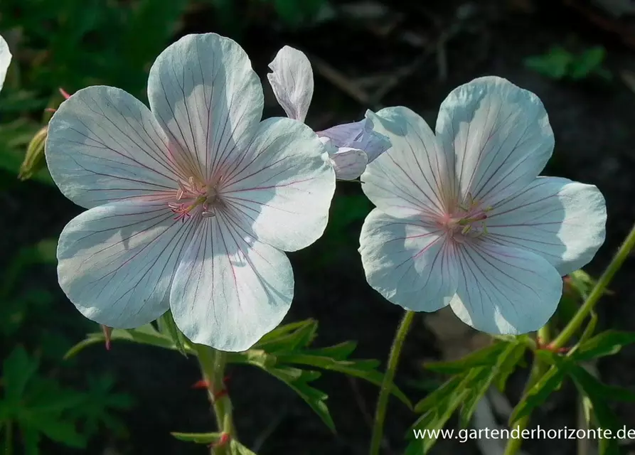 Geranium clarkei 'Kashmir White'