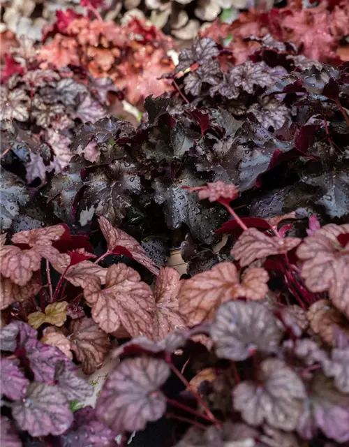 Garten-Silberglöckchen 'Obsidian'