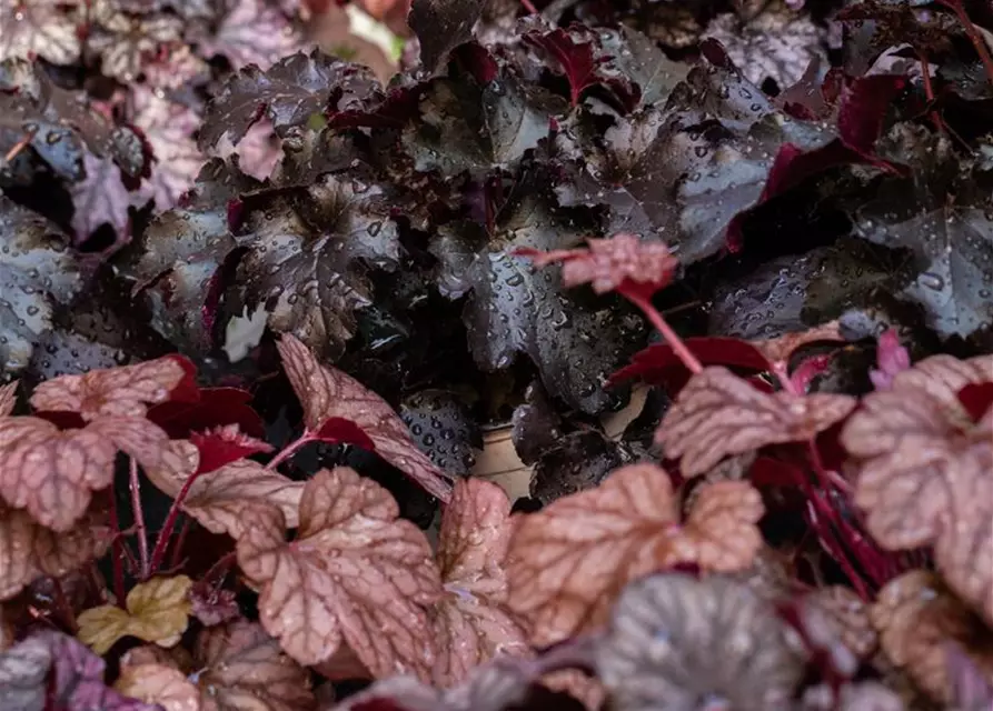 Garten-Silberglöckchen 'Obsidian'