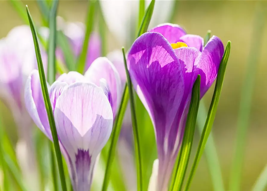 Frühlings-Krokus 'King of the Striped'