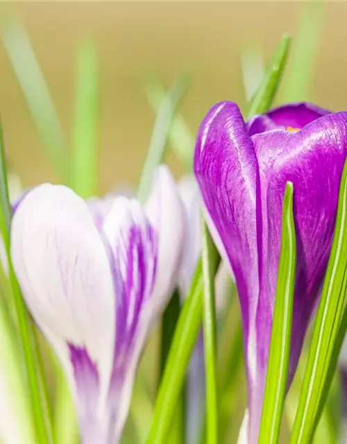 Frühlings-Krokus 'King of the Striped'