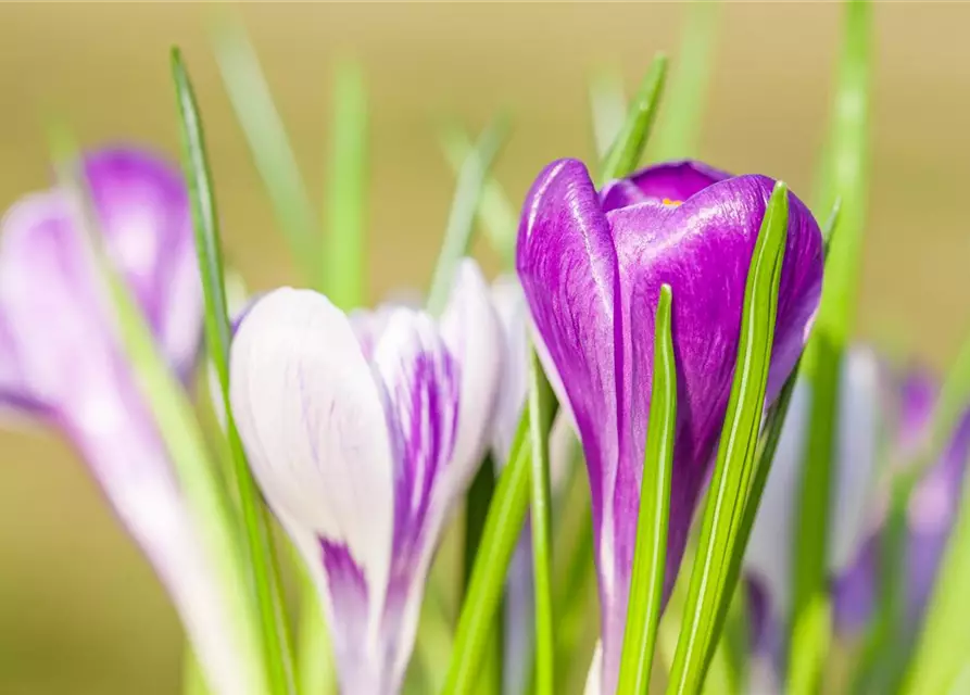 Frühlings-Krokus 'King of the Striped'