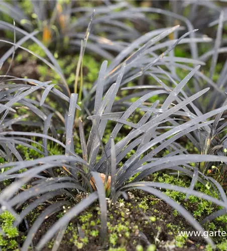 Dunkelblättriger Schlangenbart 'Black Dragon'