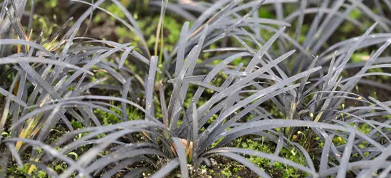 Dunkelblättriger Schlangenbart 'Black Dragon'