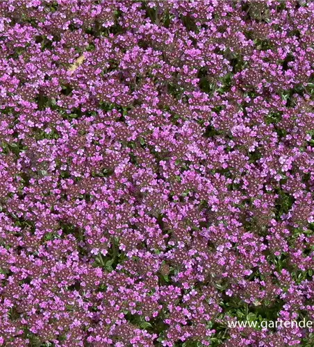 Garten-Thymian 'Coccineus'