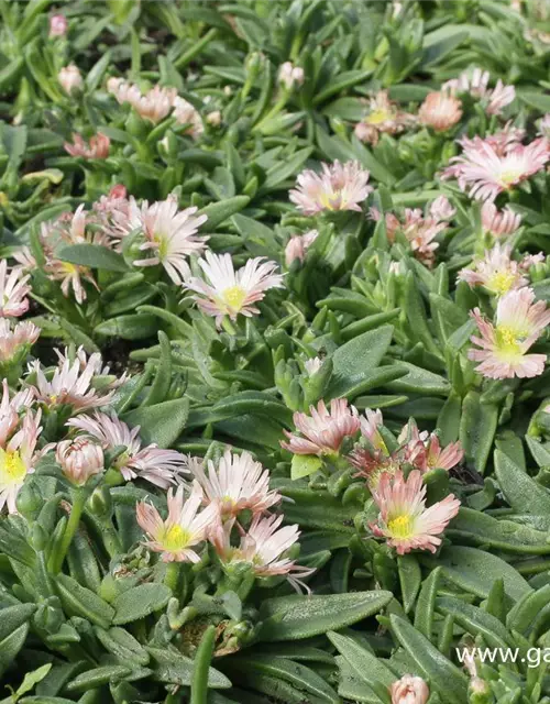 Delosperma sutherlandii 'Peach Star'