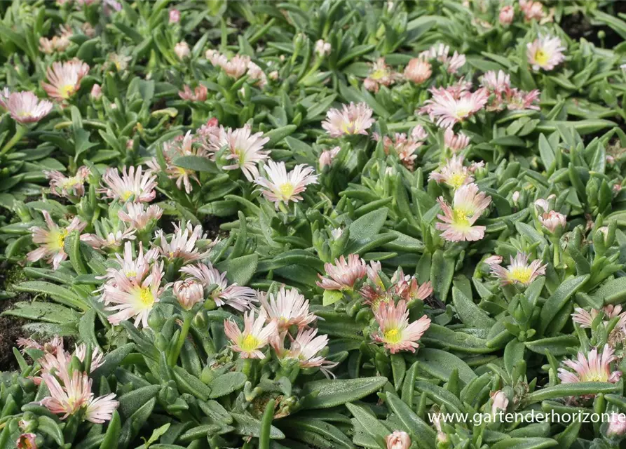 Delosperma sutherlandii 'Peach Star'