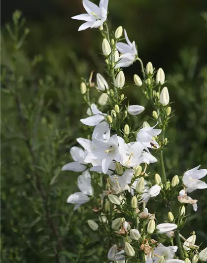 Campanula pyramidalis 'Alba'