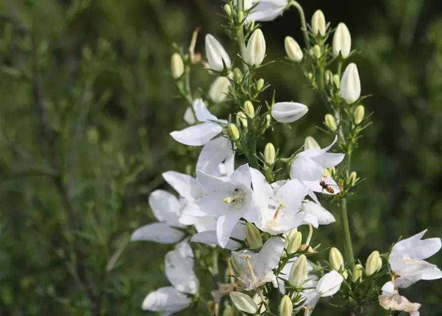 Campanula pyramidalis 'Alba'