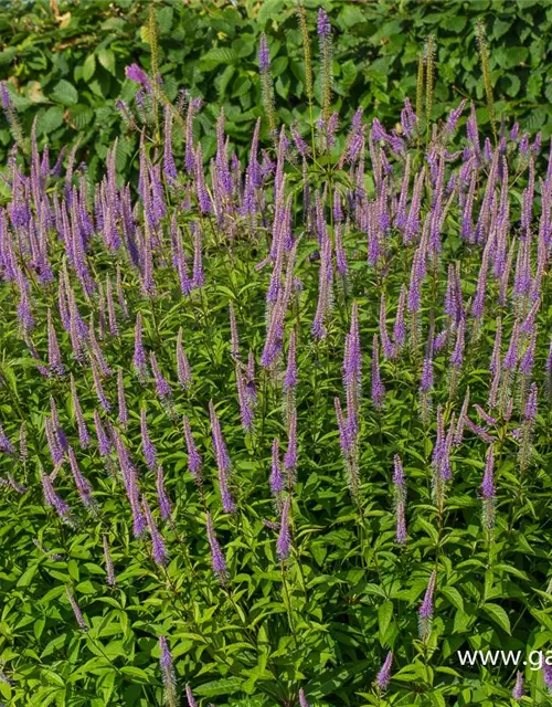 Garten-Kandelaberehrenpreis 'Fascination'